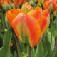 Tulipán Orange Marmelade - Tulipa - prodej cibulovin - 3 ks