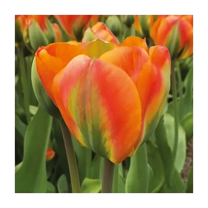 Tulipán Orange Marmelade - Tulipa - prodej cibulovin - 3 ks