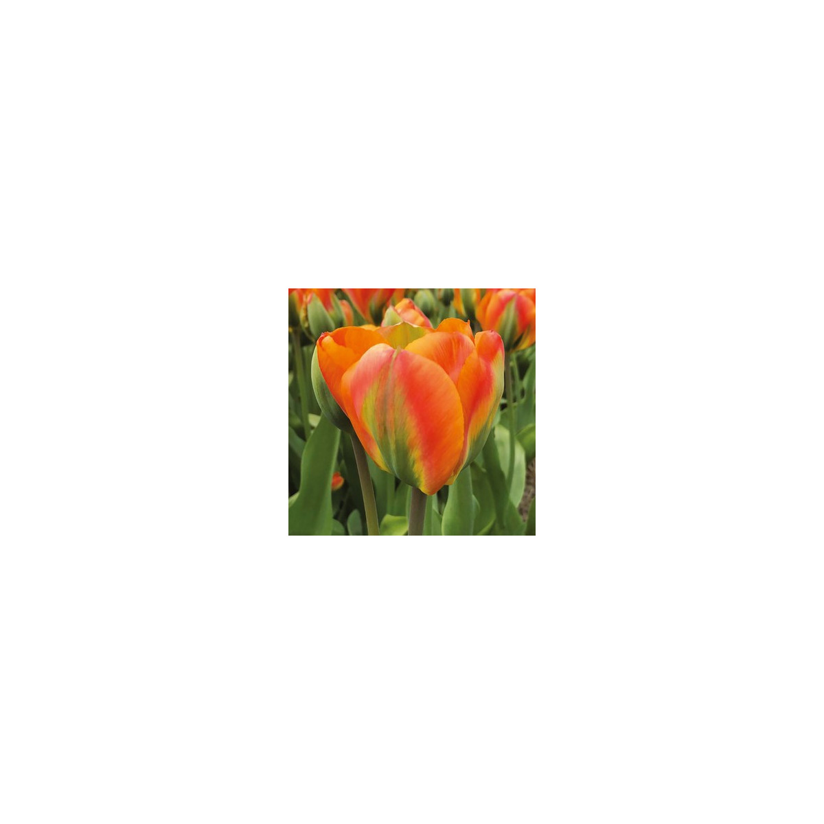 Tulipán Orange Marmelade - Tulipa - prodej cibulovin - 3 ks
