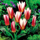 Tulipán Hearts Delight - Tulipa - prodej cibulovin - 3 ks