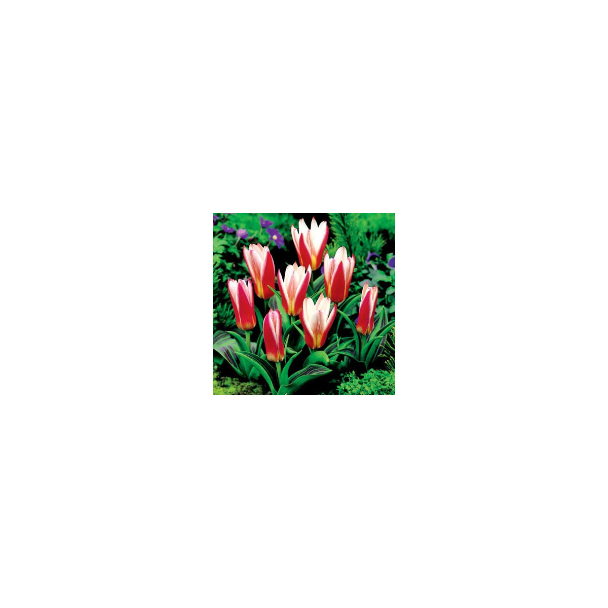 Tulipán Hearts Delight - Tulipa - prodej cibulovin - 3 ks