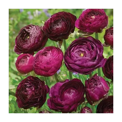 Pryskyřník plnokvětý Tomer Purple - Ranunculus asiaticus - prodej cibulovin - 3 ks