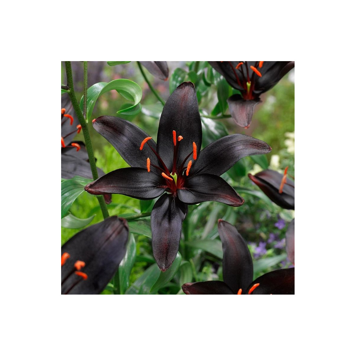 Lilie Blacklist - Lilium - prodej cibulovin - 1 ks