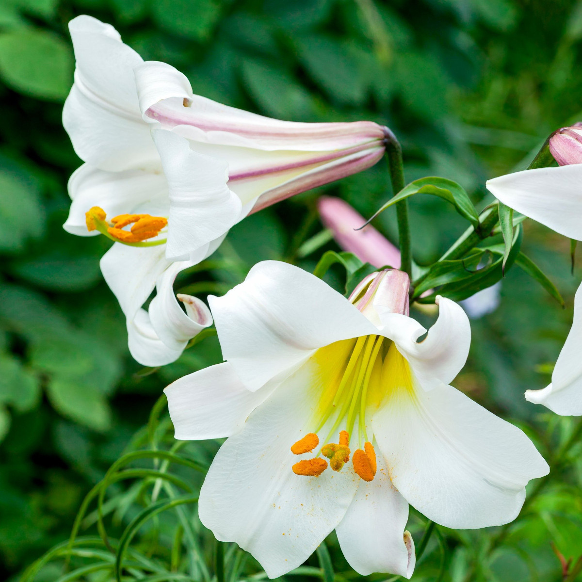 Lilie královská - Lilium regale - prodej cibulovin - 1 ks
