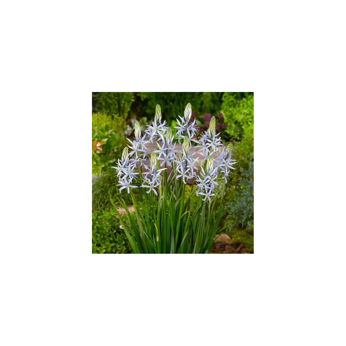 Ladoník bleděmodrý - Camassia cusickii - prodej cibulovin - 2 ks