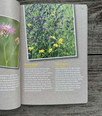 Jak zachránit včely - Kazda - prodej knih - 1 ks