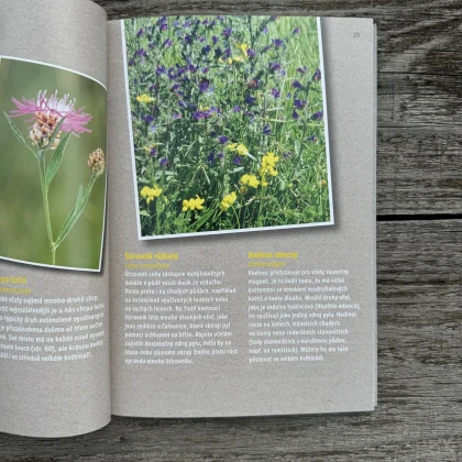 Jak zachránit včely - Kazda - prodej knih - 1 ks