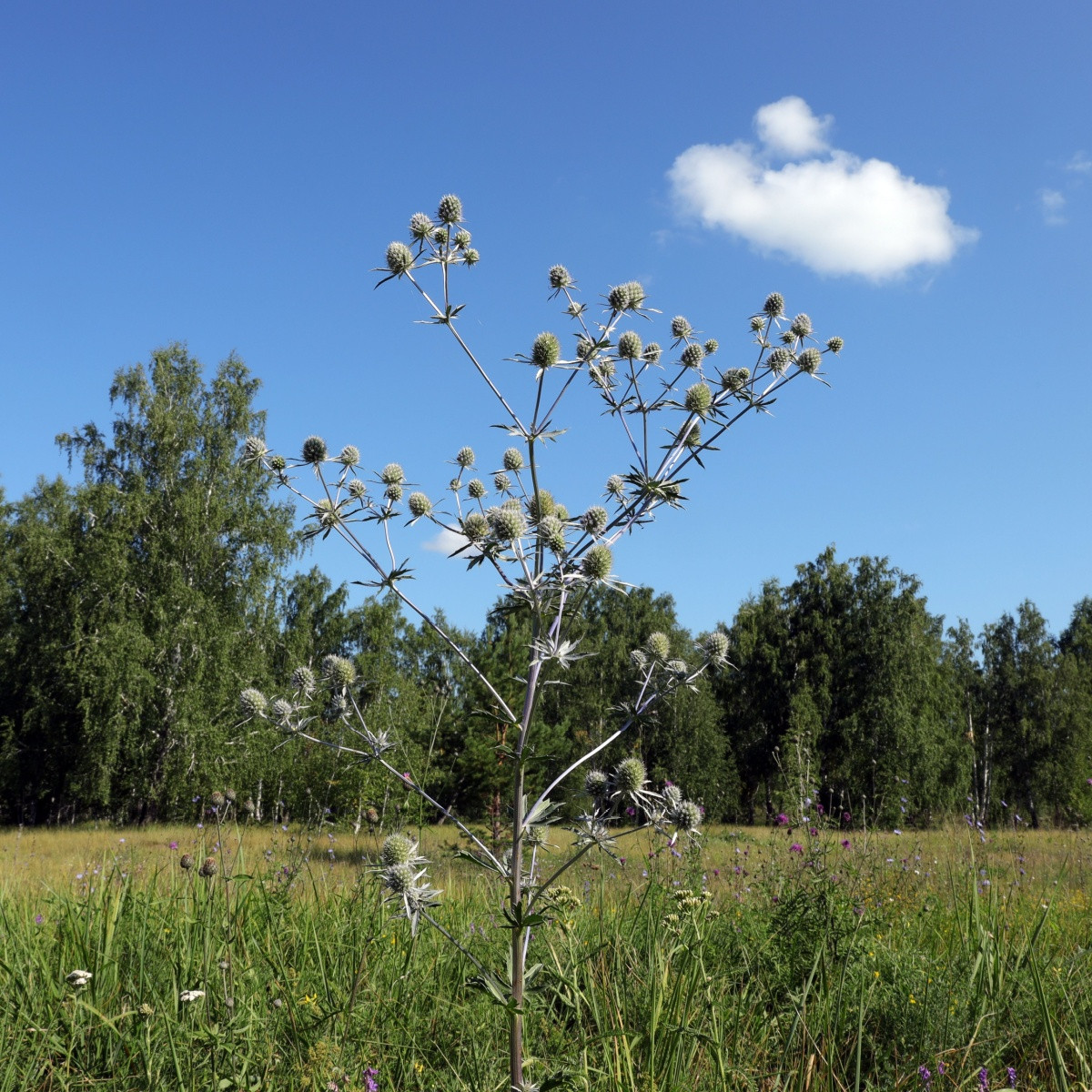 Máčka bílá White glitter - Eryngium planum - prodej semen - 10 ks
