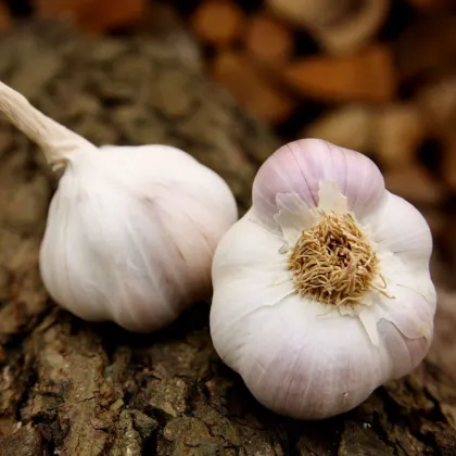 Sadbový česnek Matinka - Allium sativum - nepaličák - prodej česneku - 1 balení