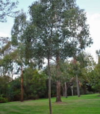 Eukalyptus Gunni - Blahovičník Gunnův - Eucalyptus gunni - prodej semen - 10 ks