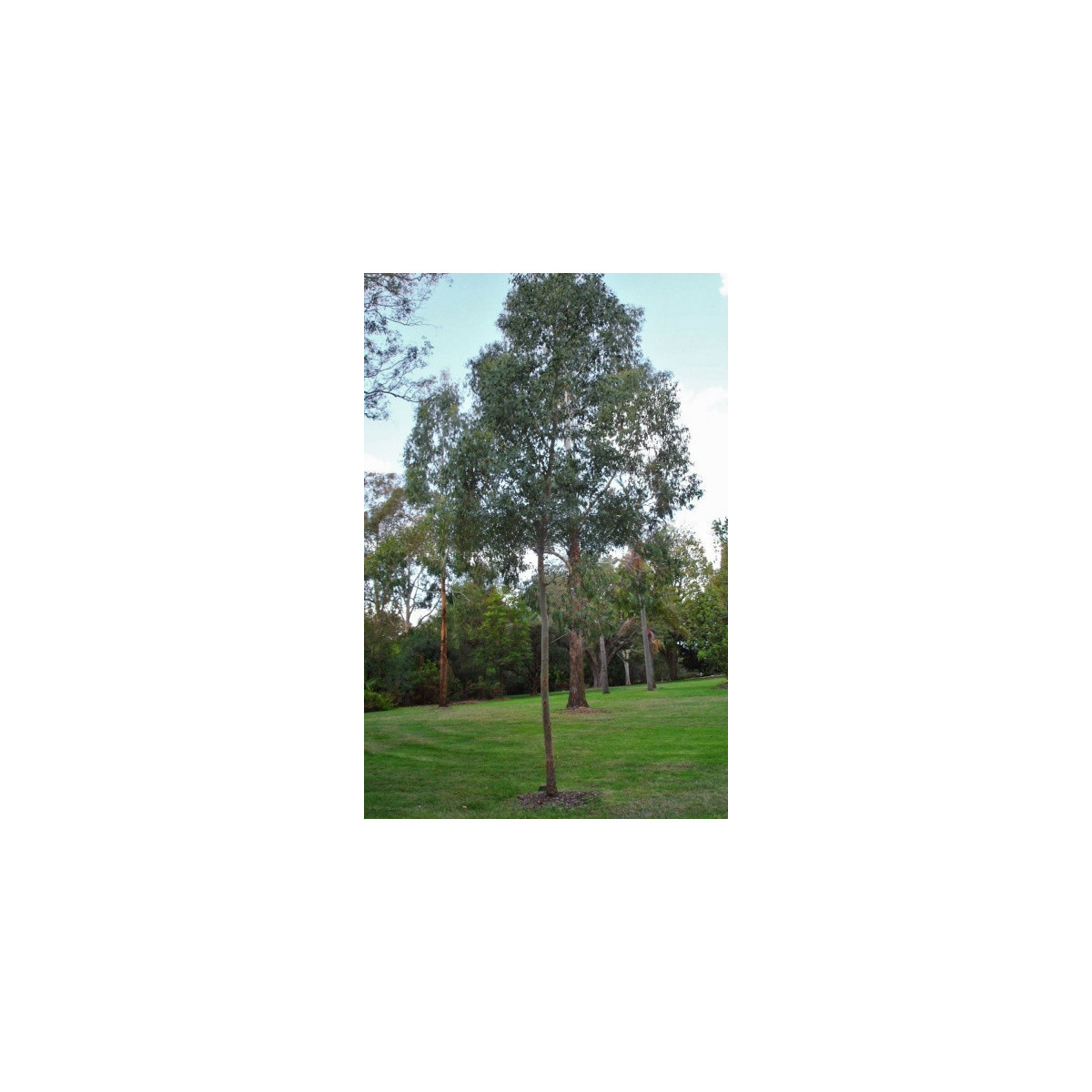 Eukalyptus Gunni - Blahovičník Gunnův - Eucalyptus gunni - prodej semen - 10 ks