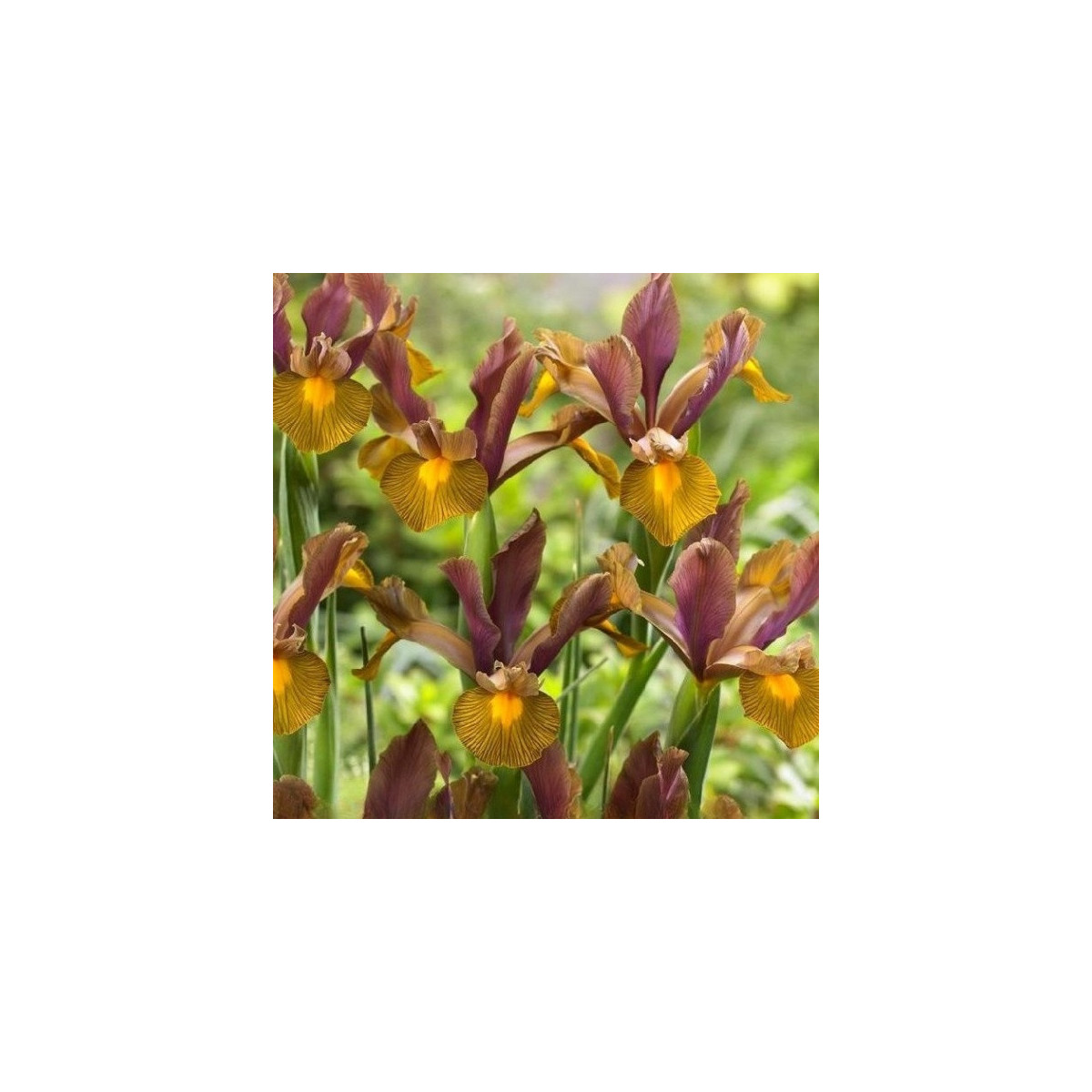 Kosatec holandský Lion King - Iris hollandica - prodej cibulovin - 3 ks