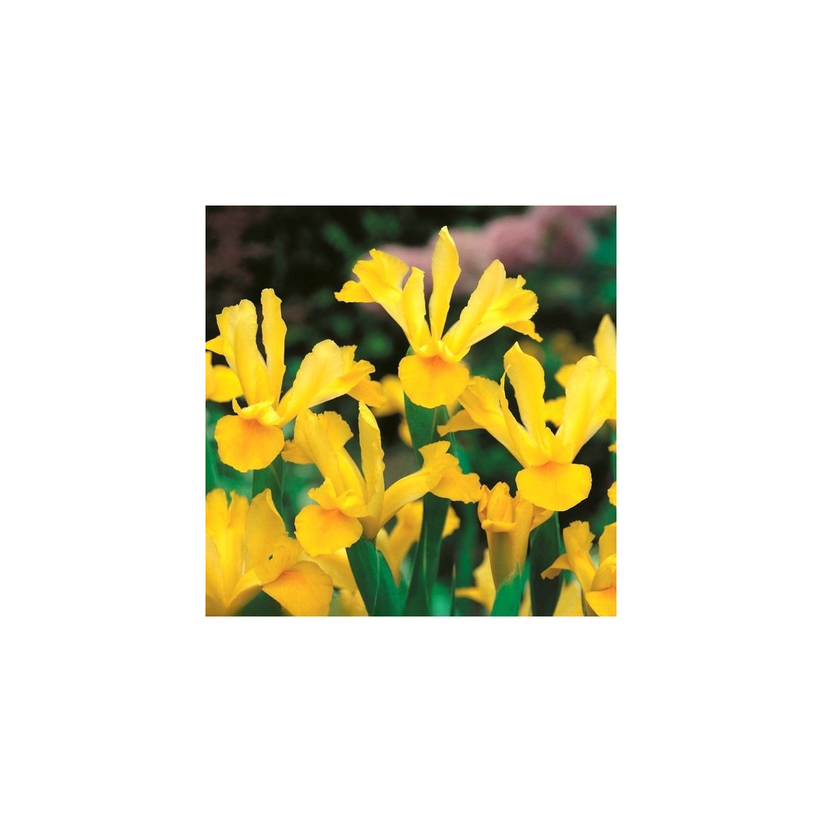 Kosatec holandský Golden Harvest - Iris hollandica - prodej cibulovin - 3 ks