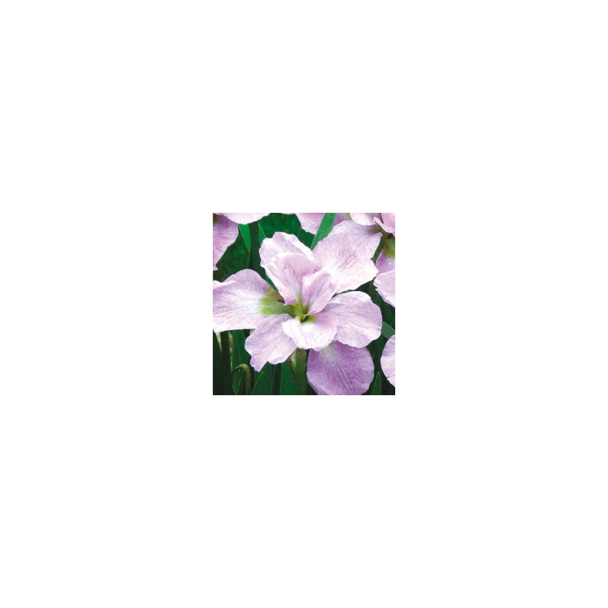 Kosatec sibiřský Kita-No-Seiza - Iris sibirica - prodej hlíz - 1 ks