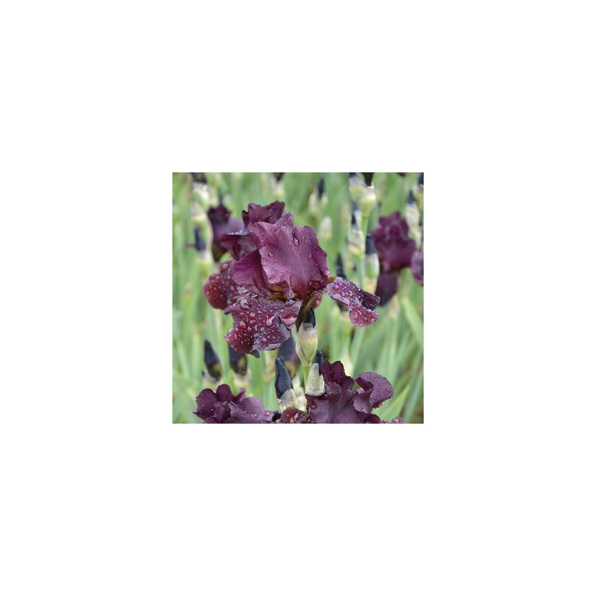 Kosatec nízký Cherry Garden - Iris pumila - prodej hlíz - 1 ks