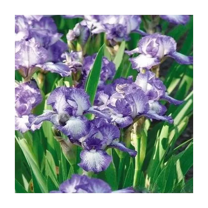 Kosatec nízký Petit Polka - Iris pumila - prodej hlíz - 1 ks