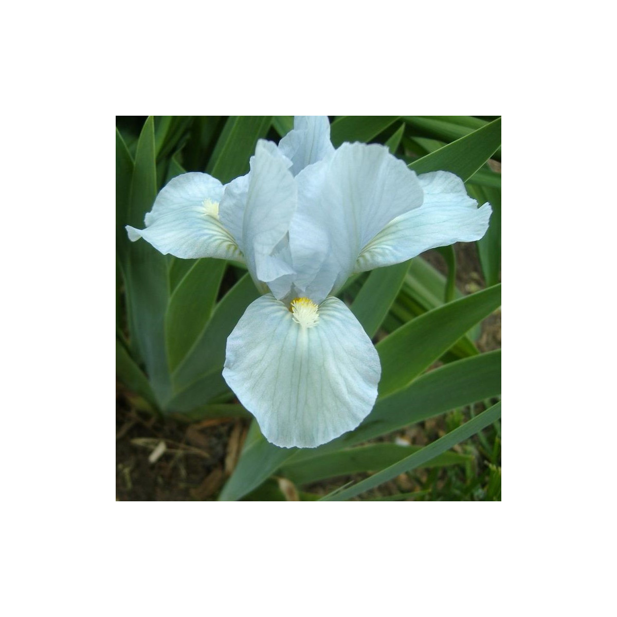 Kosatec nízký Truly - Iris pumila - prodej hlíz - 1 ks