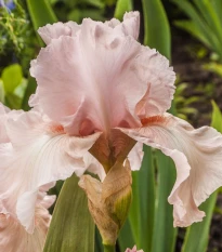 Kosatec německý růžový - Iris germanica - prodej hlíz - 1 ks