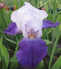 Kosatec německý Arpege - Iris germanica - prodej hlíz - 1 ks