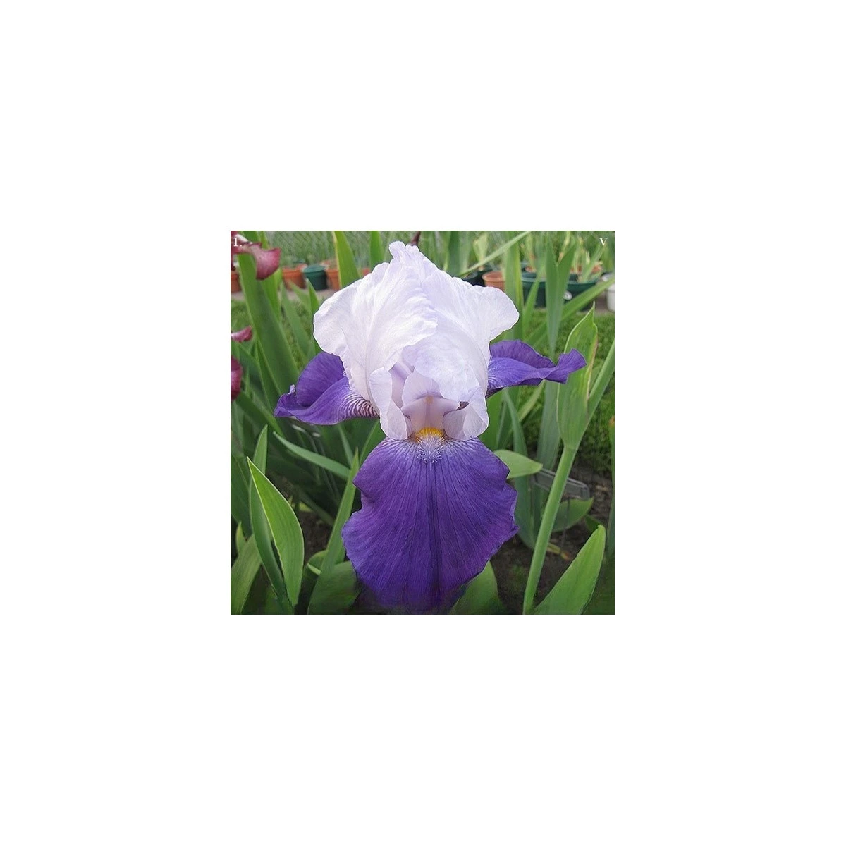 Kosatec německý Arpege - Iris germanica - prodej hlíz - 1 ks