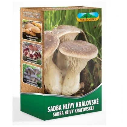 Hlíva královská máčková - Pleurotus eryngii - sadba - prodej - 250 ml