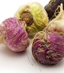 Ženšen peruánský fialový - Lila Maca - Lepidium - prodej semen - 5 ks