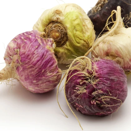 Ženšen peruánský fialový - Lila Maca - Lepidium - prodej semen - 5 ks