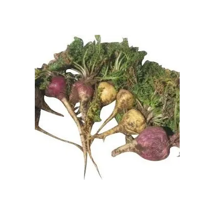 Ženšen peruánský fialový - Lila Maca - Lepidium - prodej semen - 5 ks