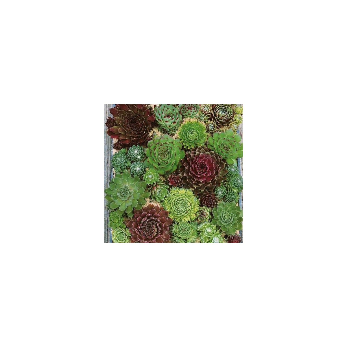 Netřesk - Skalní růže směs - Sempervivum hybridum - prodej semen - 30 ks