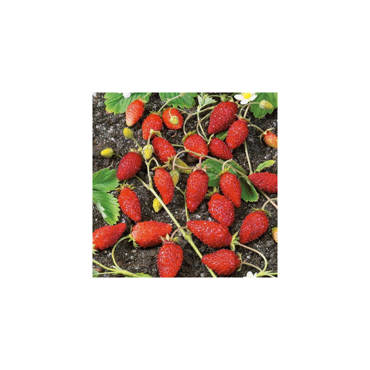 Jahodník alpský Baron von Solemacher - Fragaria vesca - prodej semen - 15 ks