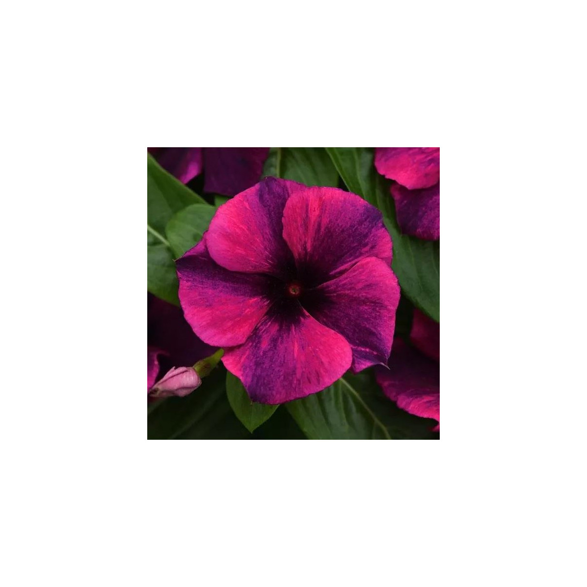 Barvínek Tatoo Black Cherry - Catharanthus roseus - prodej semen - 30 ks
