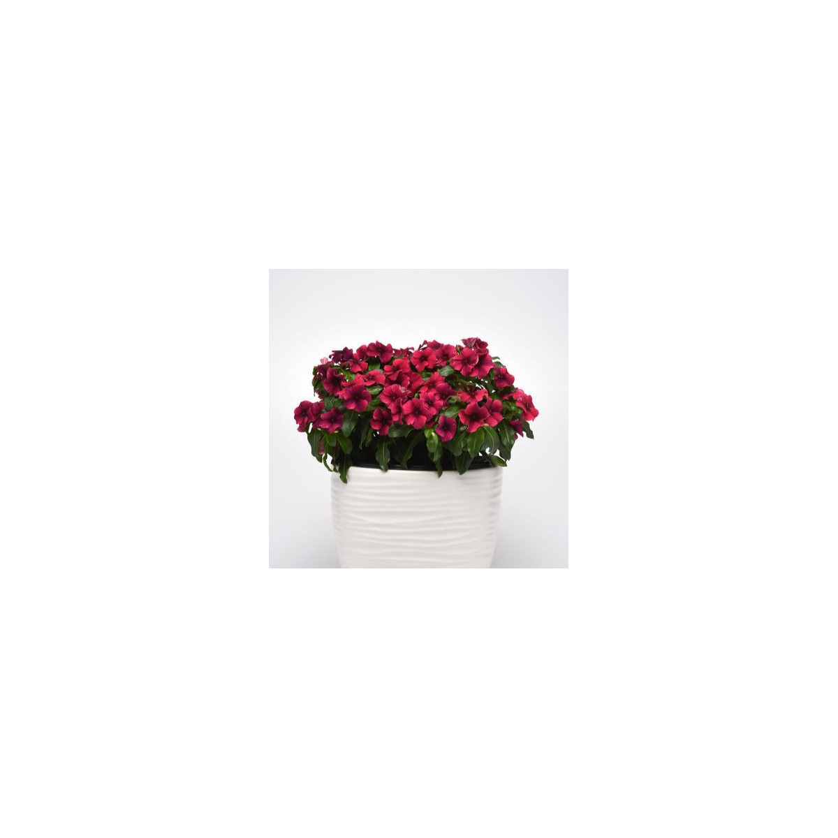 Barvínek Tatoo Black Cherry - Catharanthus roseus - prodej semen - 30 ks