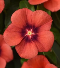 Barvínek Tatoo Tangerine - Catharanthus roseus - prodej semen - 30 ks