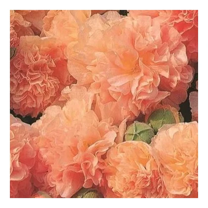 Topolovka Chaters Apricot - Alcea rosea - prodej semen - 8 ks