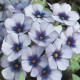 Plaménka Dolly F1 Sky Blue - Phlox drummondii - prodej semen - 50 ks