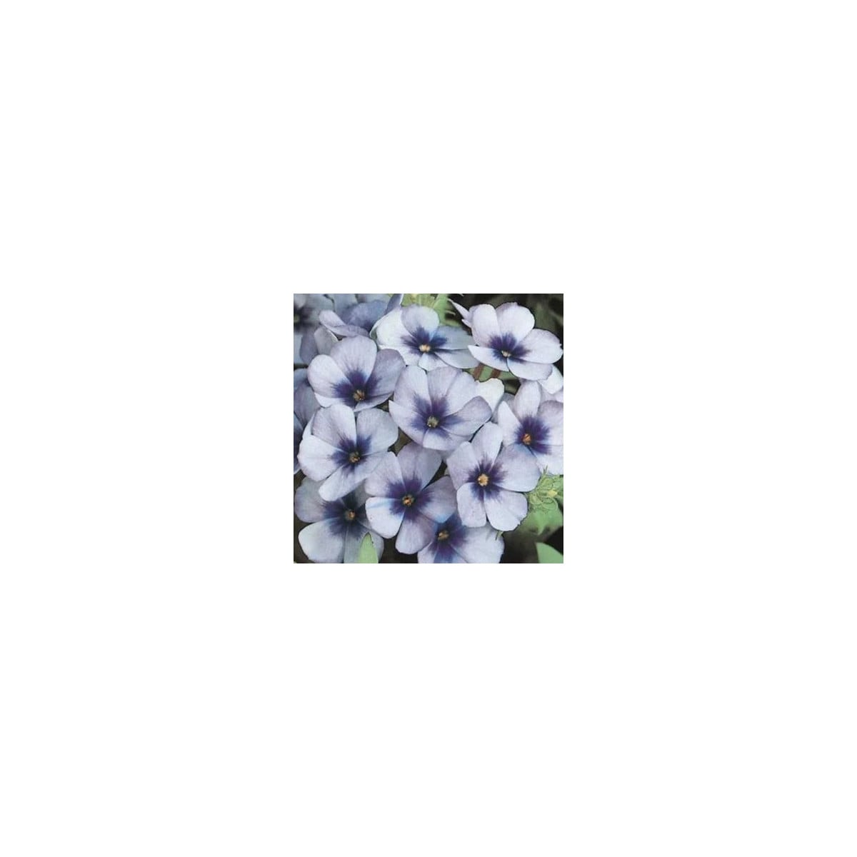 Plaménka Dolly F1 Sky Blue - Phlox drummondii - prodej semen - 50 ks
