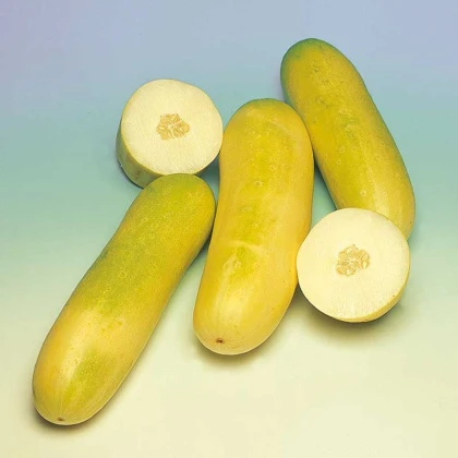 Okurka salátová Travito F1 - Cucumis sativus - prodej semen - 10 ks