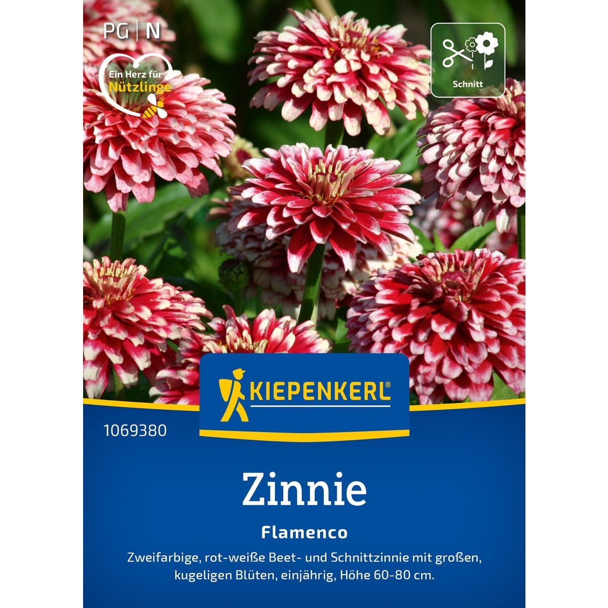 Ostálka Flamenco - Zinnia elegans - prodej semen - 50 ks