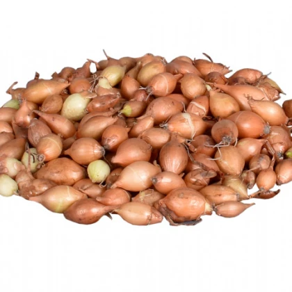 Cibule sazečka žlutá Hercules - Allium Cepa - prodej cibulek - 500 g