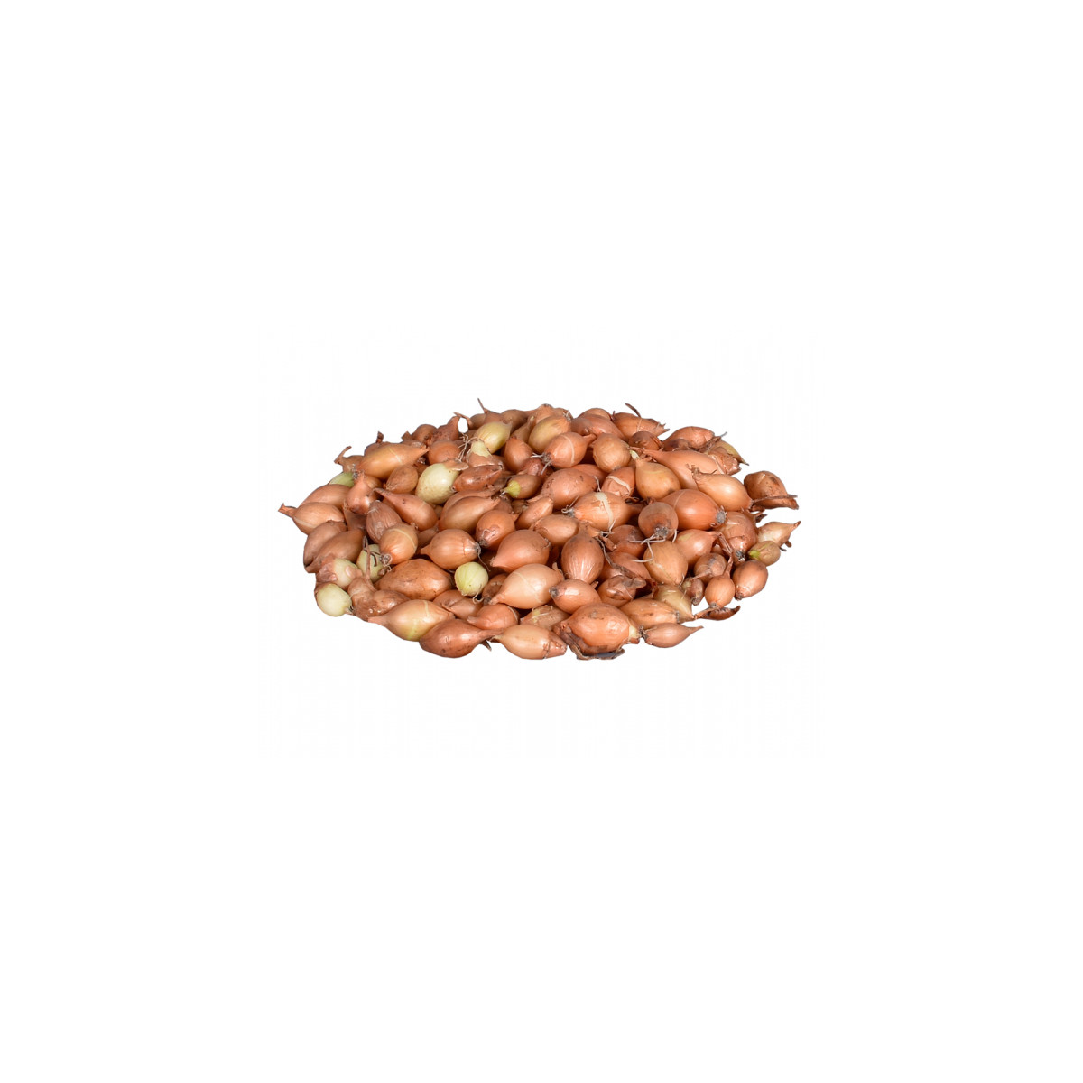 Cibule sazečka žlutá Hercules - Allium Cepa - prodej cibulek - 500 g