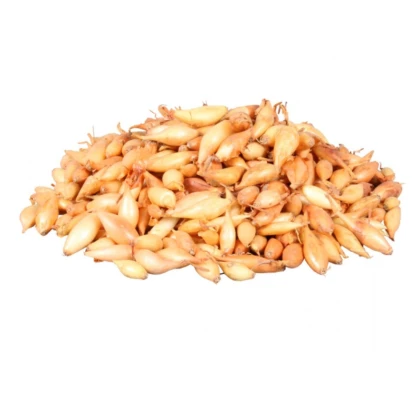 Cibule sazečka Birnformige - Allium cepa - prodej cibulek - 500 g