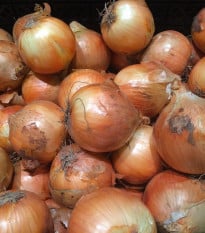 Cibule sazečka Sturon - Allium cepa - prodej cibulek - 250 g