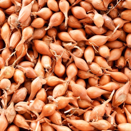 Cibule sazečka Corrado F1 - Allium cepa - prodej cibulek - 500 g