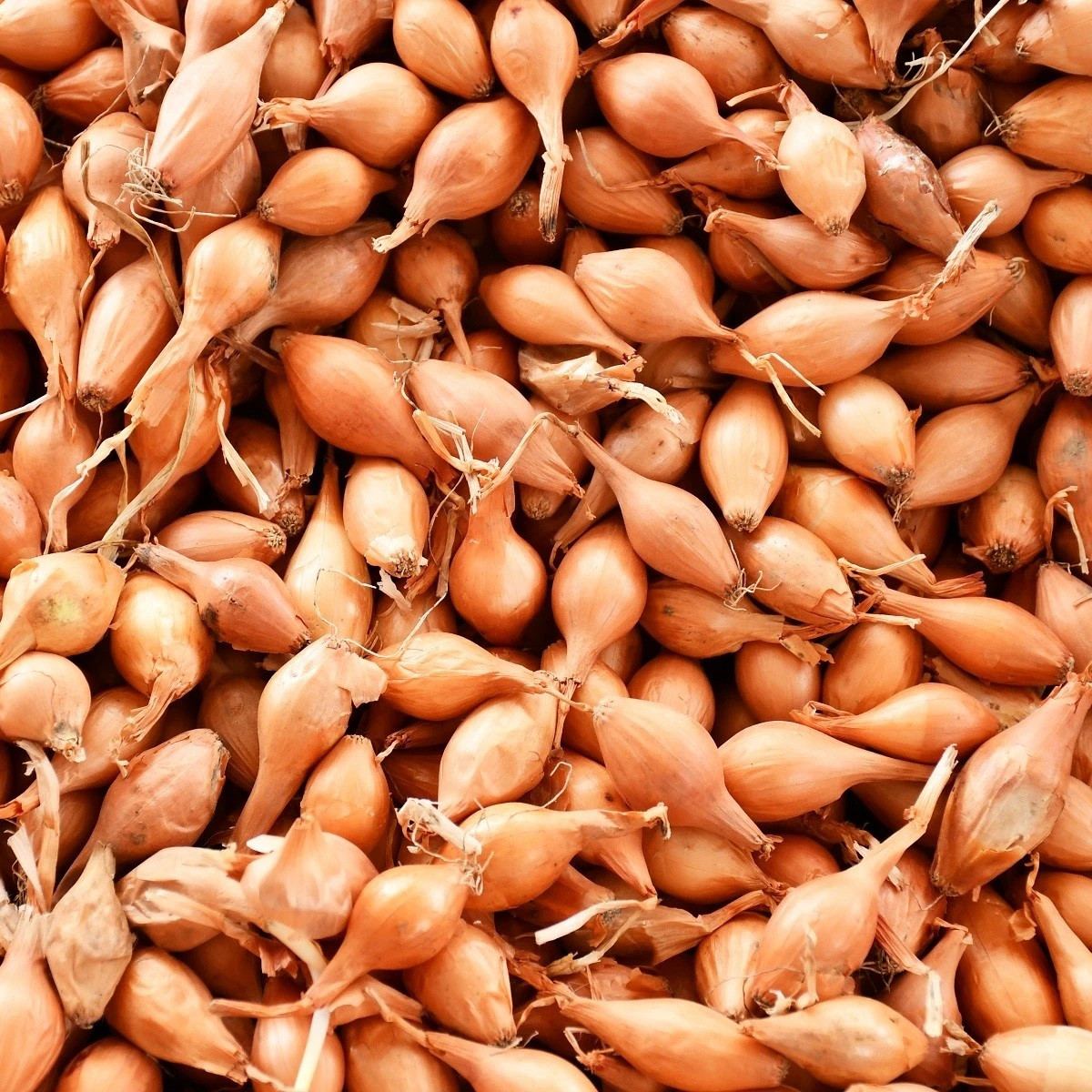 Cibule sazečka Corrado F1 - Allium cepa - prodej cibulek - 500 g