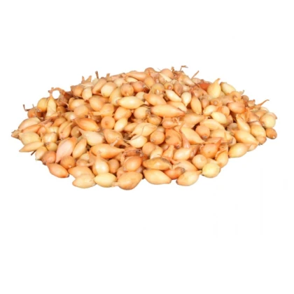 Cibule sazečka Corrado F1 - Allium cepa - prodej cibulek - 500 g