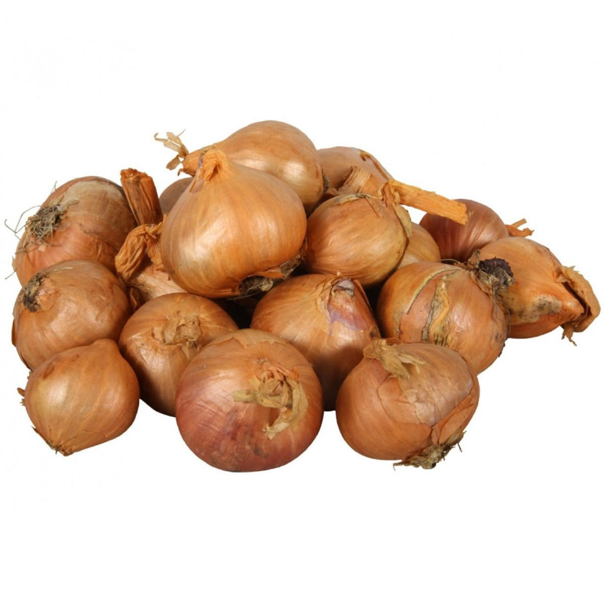 Cibule šalotka Red Sun - Allium Cepa - prodej cibulek - 500 g