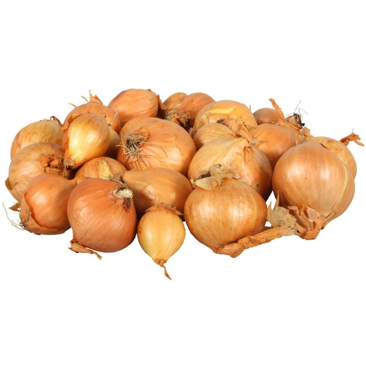 Cibule šalotka Golden Gourmet - Allium cepa - prodej cibulek - 500 g