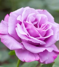 Růže velkokvětá keřová fialová - Rosa - prodej prostokořenných sazenic - 1 ks