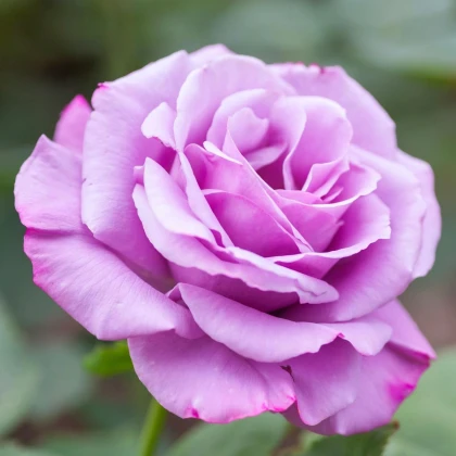 Růže velkokvětá keřová fialová - Rosa - prodej prostokořenných sazenic - 1 ks