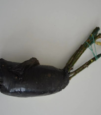 Růže velkokvětá keřová fialová - Rosa - prodej prostokořenných sazenic - 1 ks